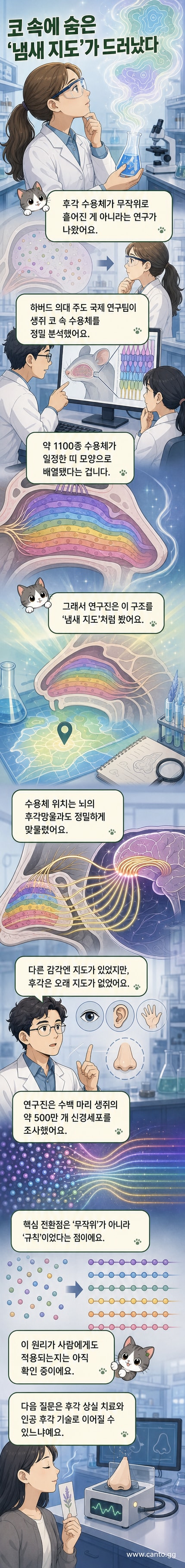 생쥐의 코 내부에서 후각 수용체가 수평 띠 모양으로 배열되어 뇌로 신호를 전달하는 시각화 이미지